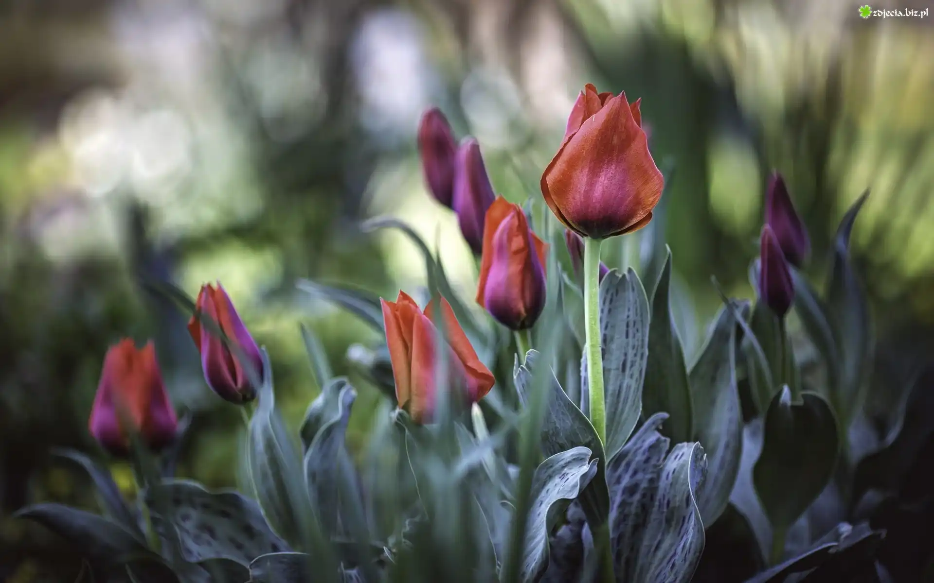 Herbaciane, Tulipany, Listki