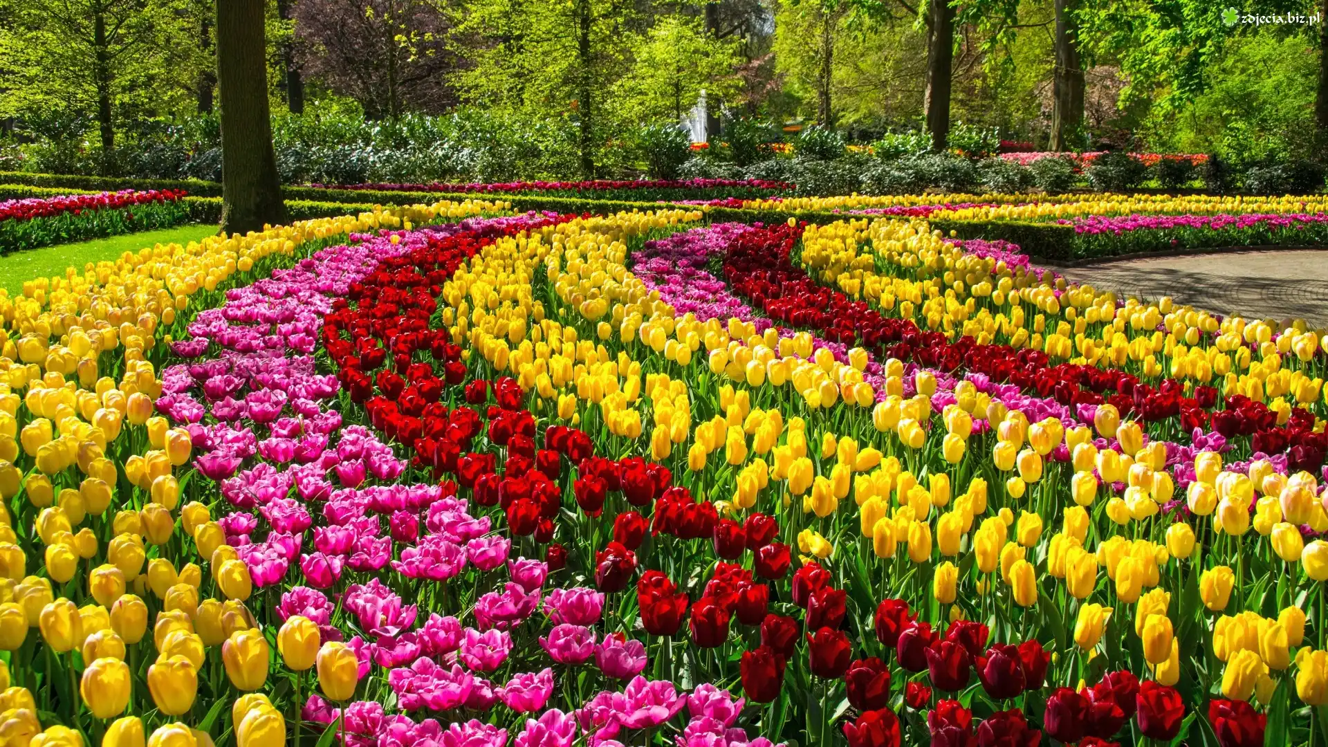 Kolorowe, Tulipany, Park