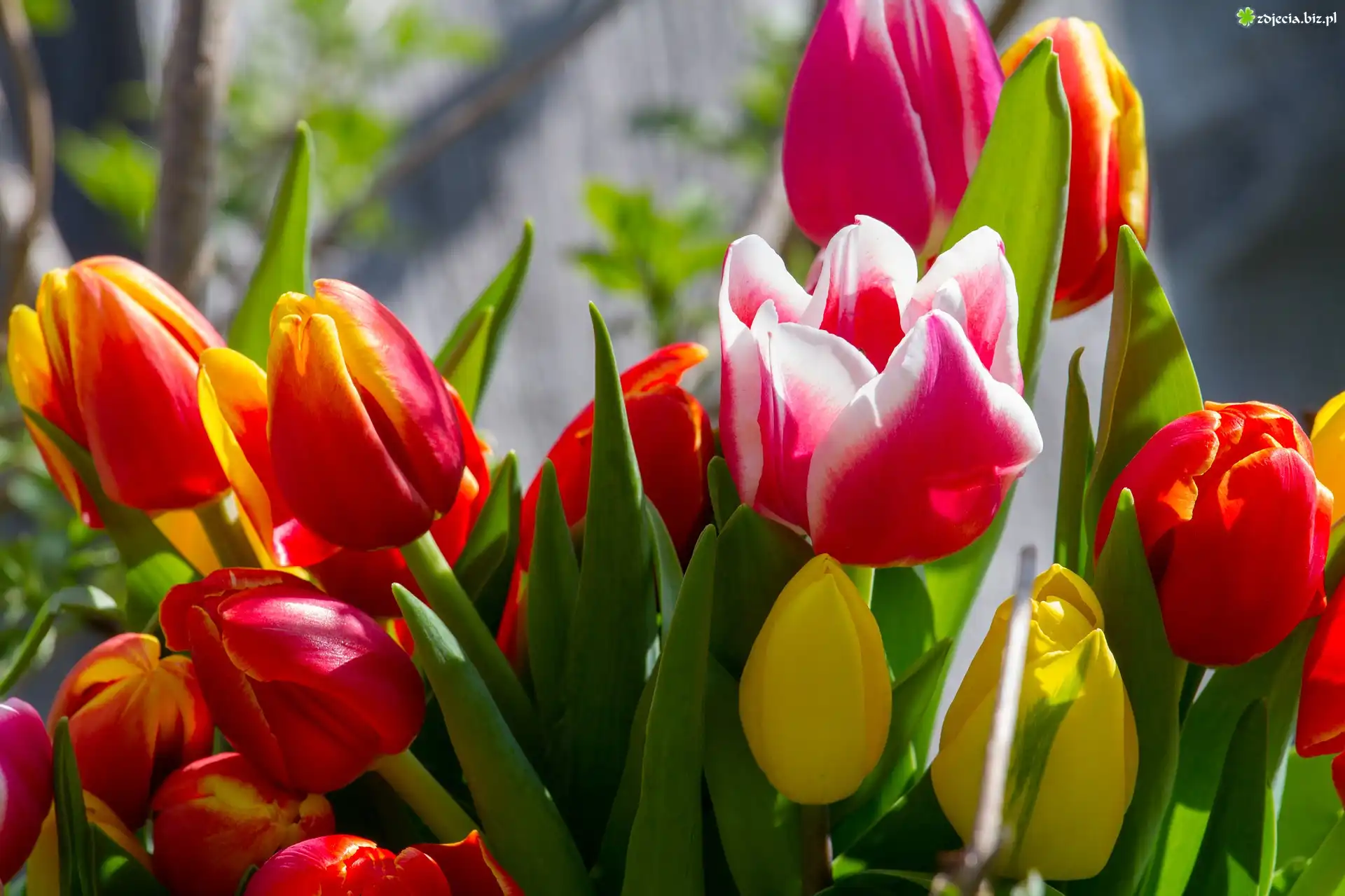 Tulipany, Kolorowe, Kwiaty, Zbliżenie