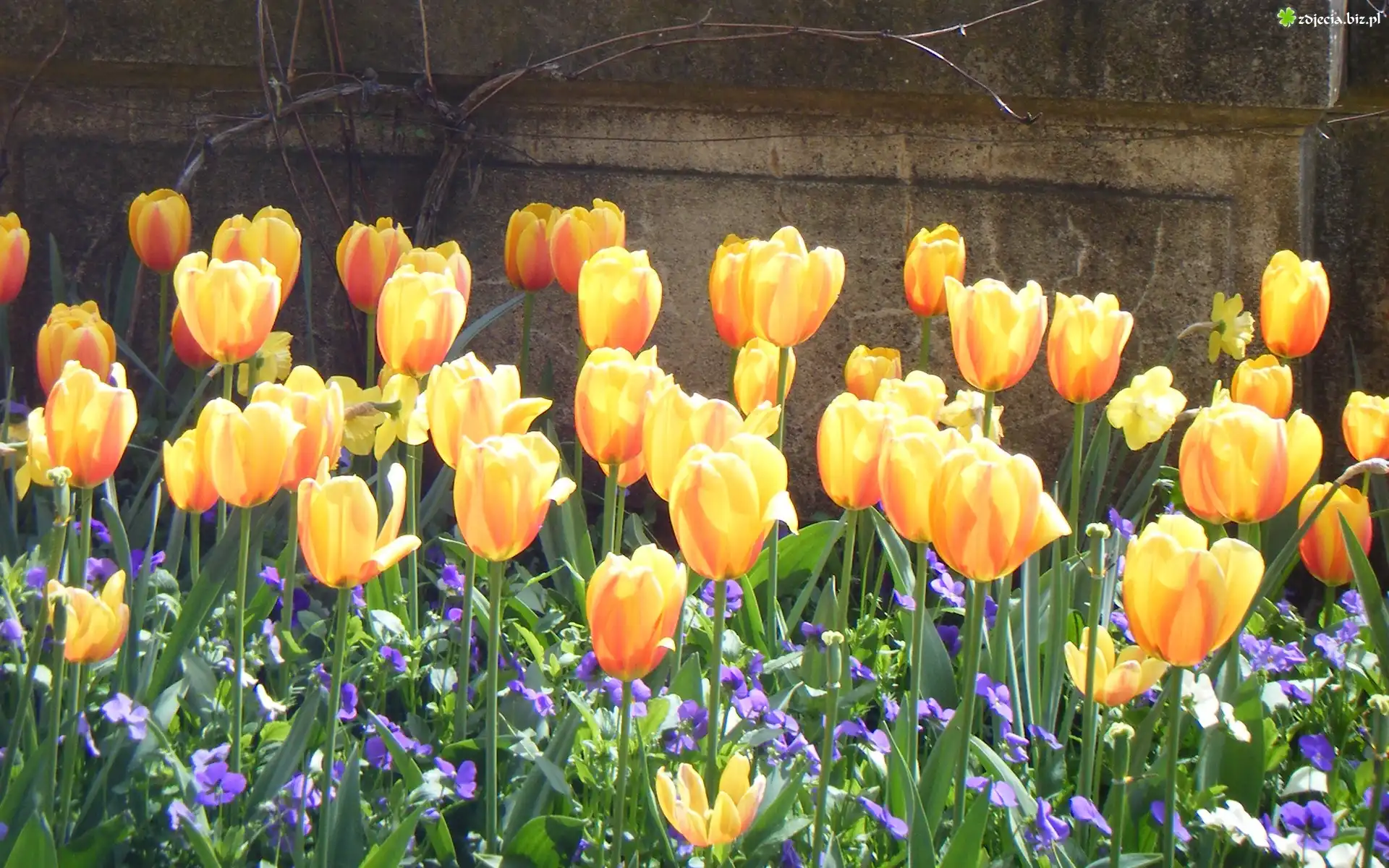 Żółte, Tulipany, Mur