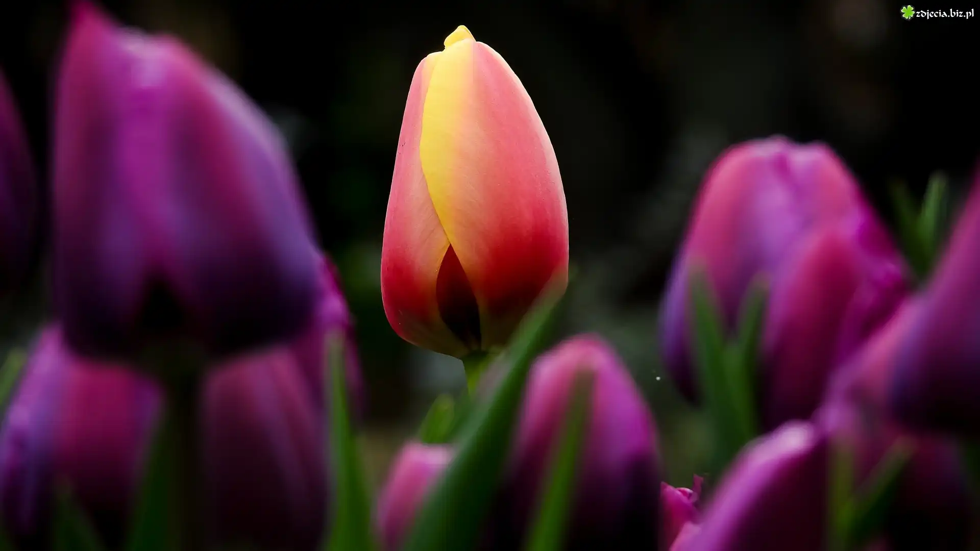 Tulipany, Rozmycie
