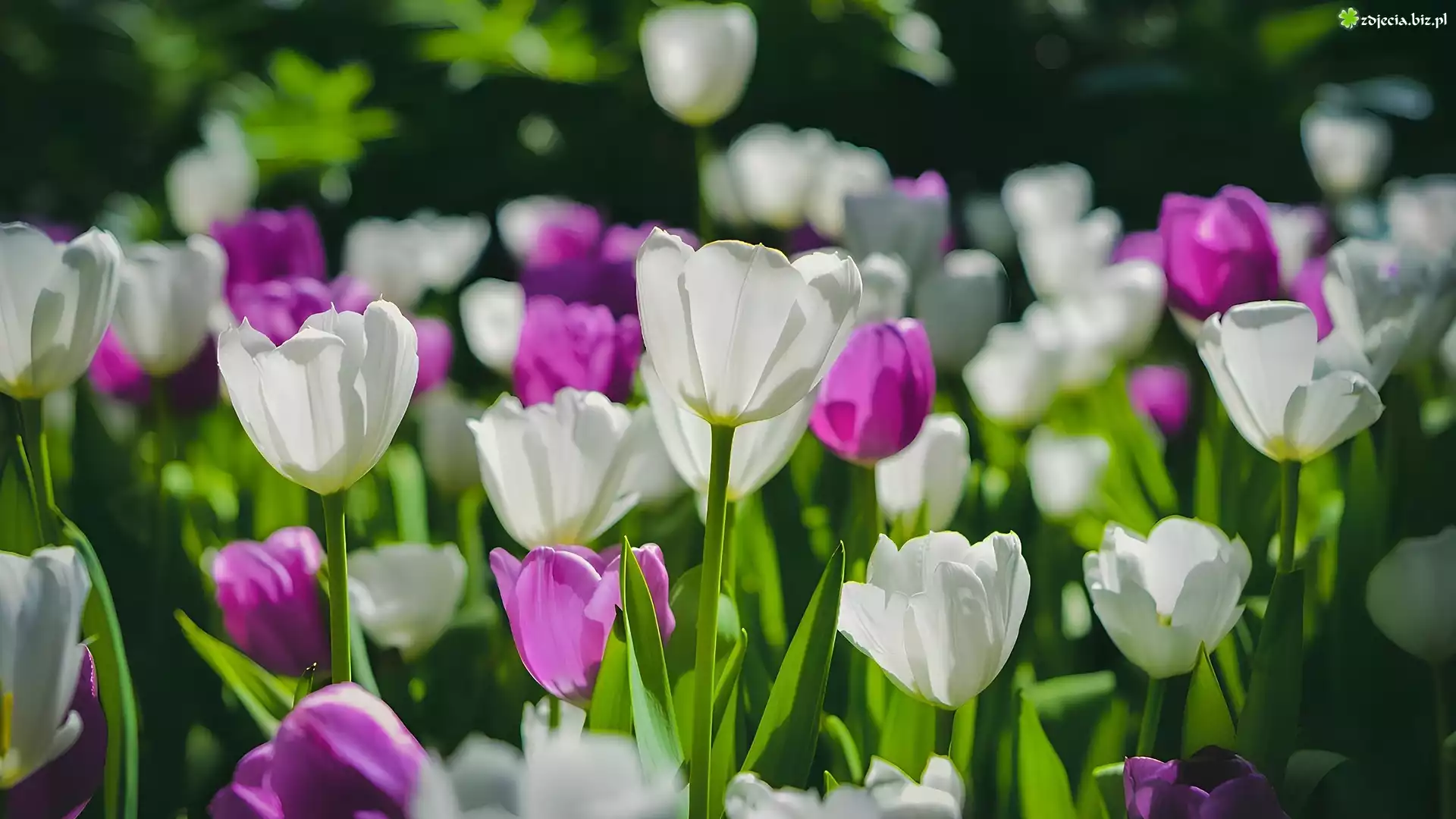 Różowe, Białe, Kwitnące, Tulipany