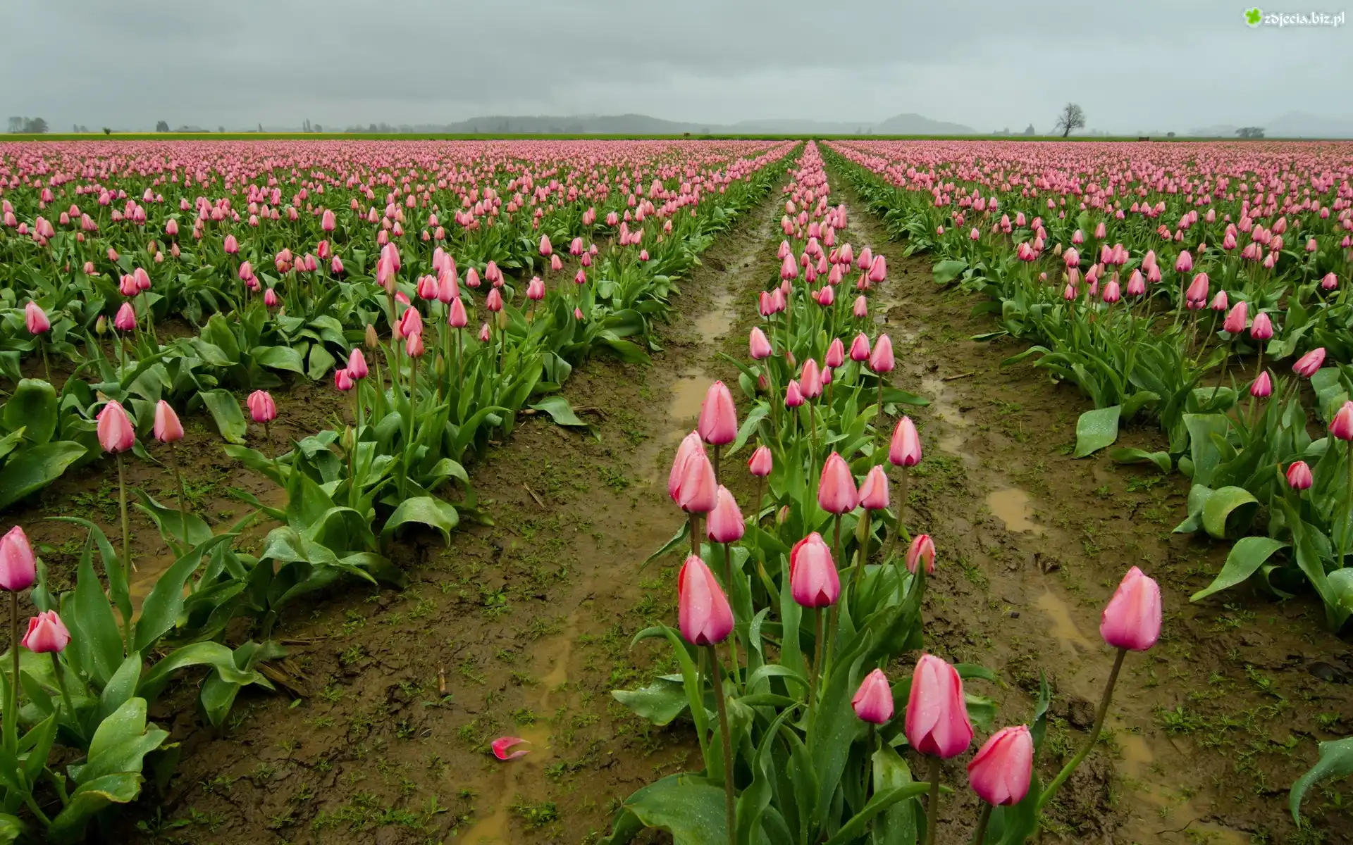 Różowe, Tulipany, Uprawa