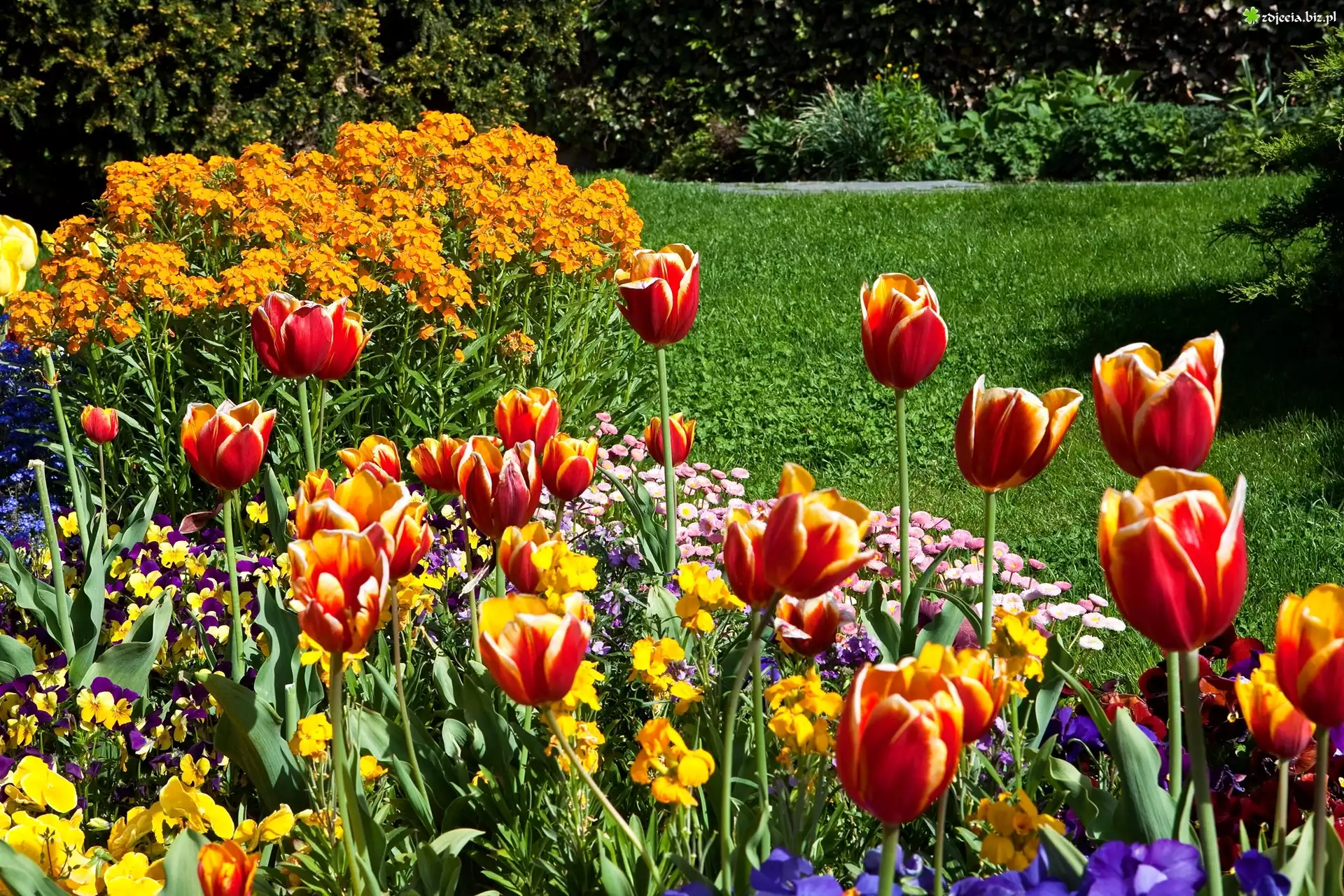 Tulipany, Kolorowe, Kwiaty, Trawnik, Park
