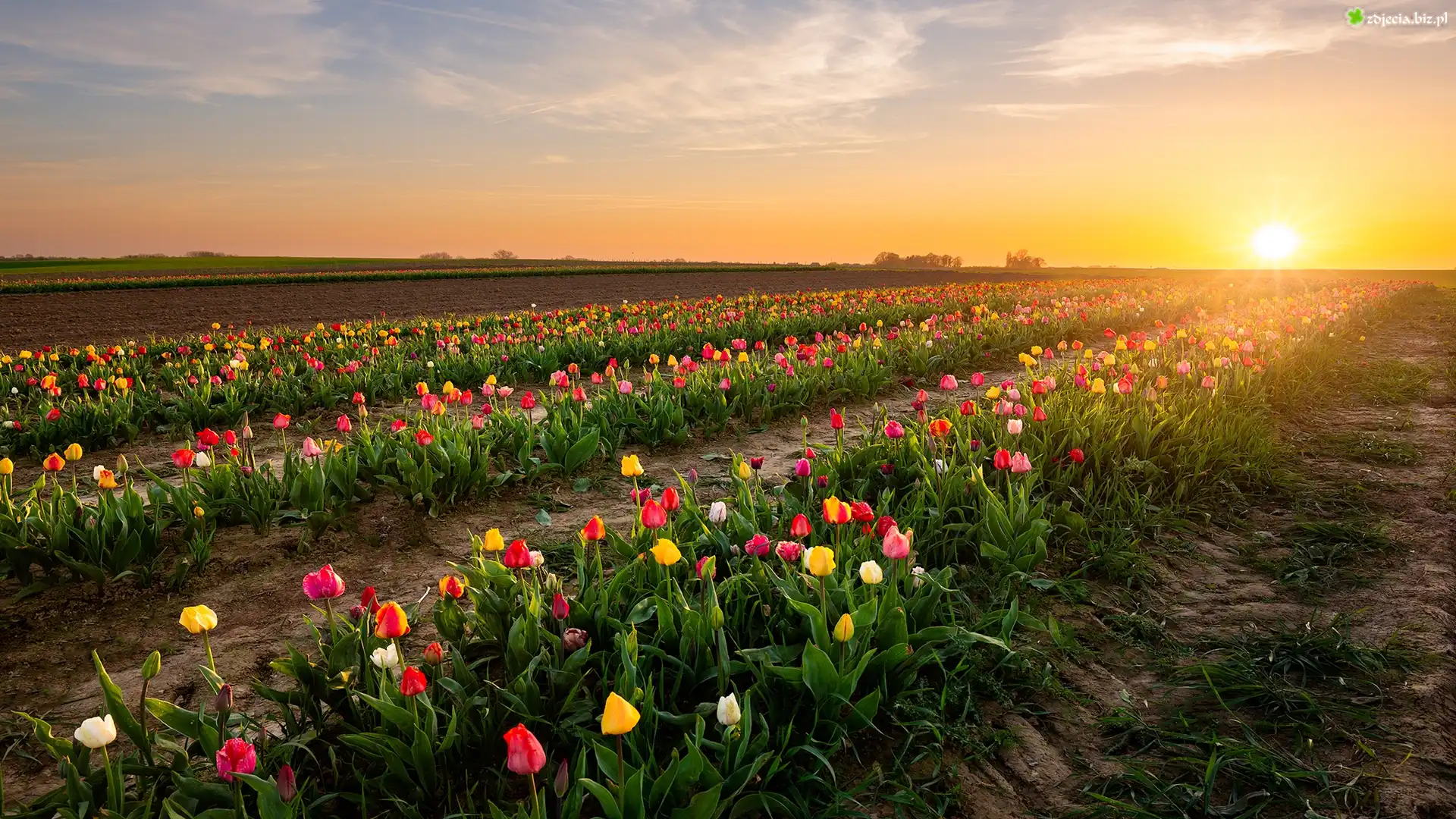 Tulipany, Pole, Plantacja, Wschód słońca