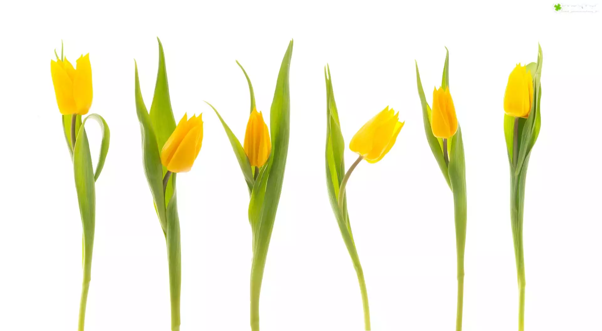 Tulipany, żółte
