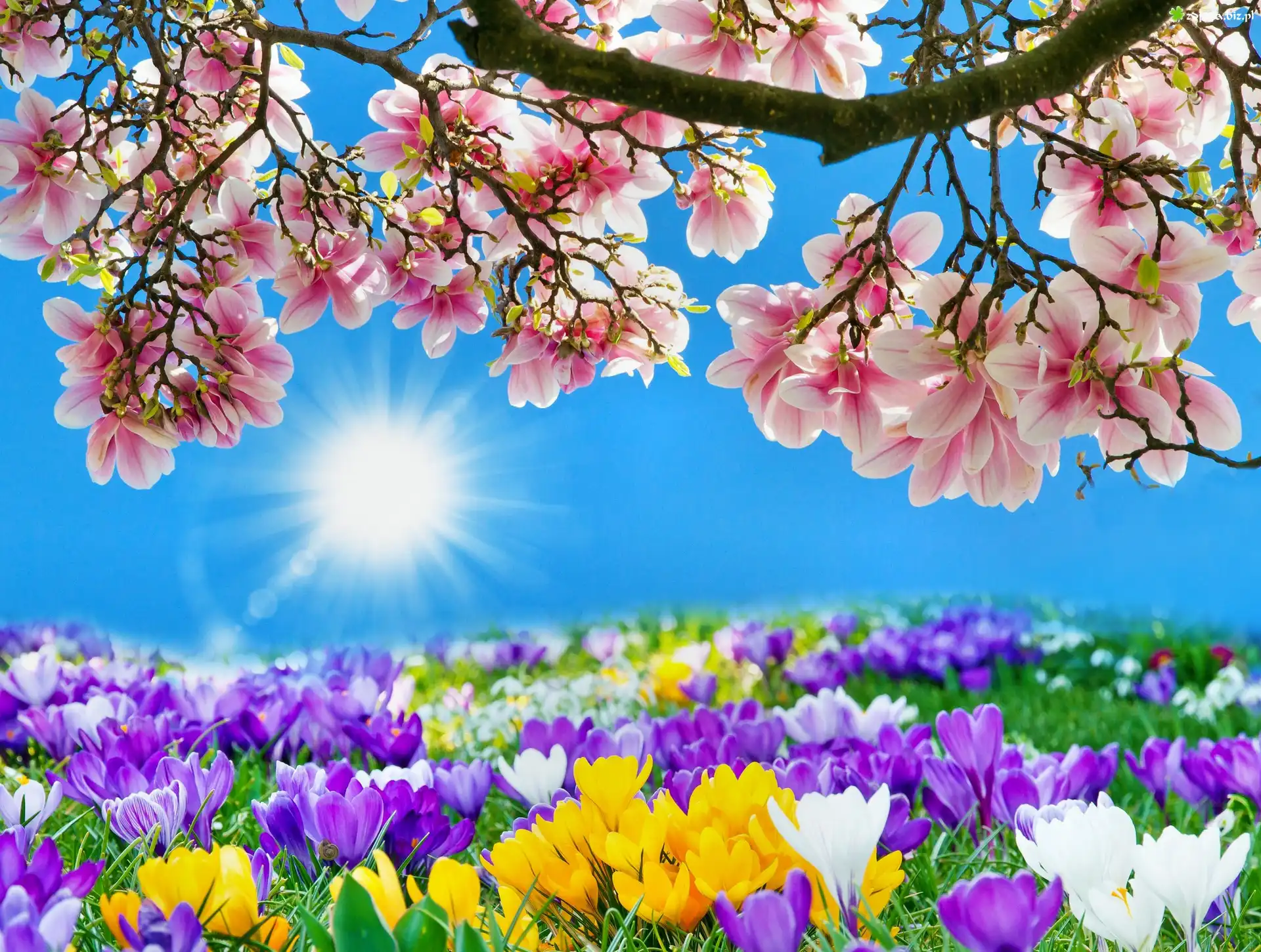 Zdjęcie Wiosenne, Kwiaty, Słońce, Wiosna