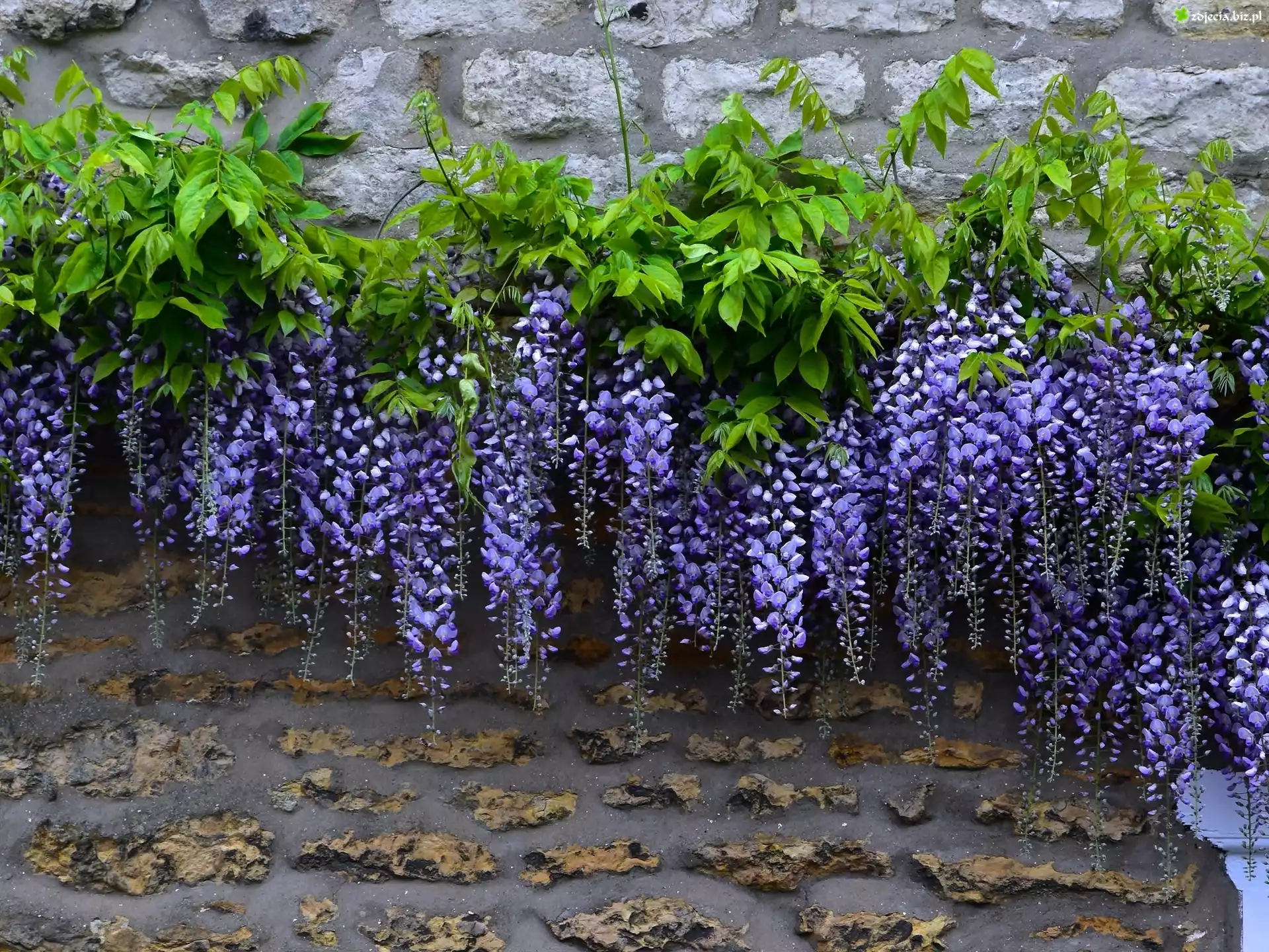 Wisteria, Kwiaty, Liście, Mur