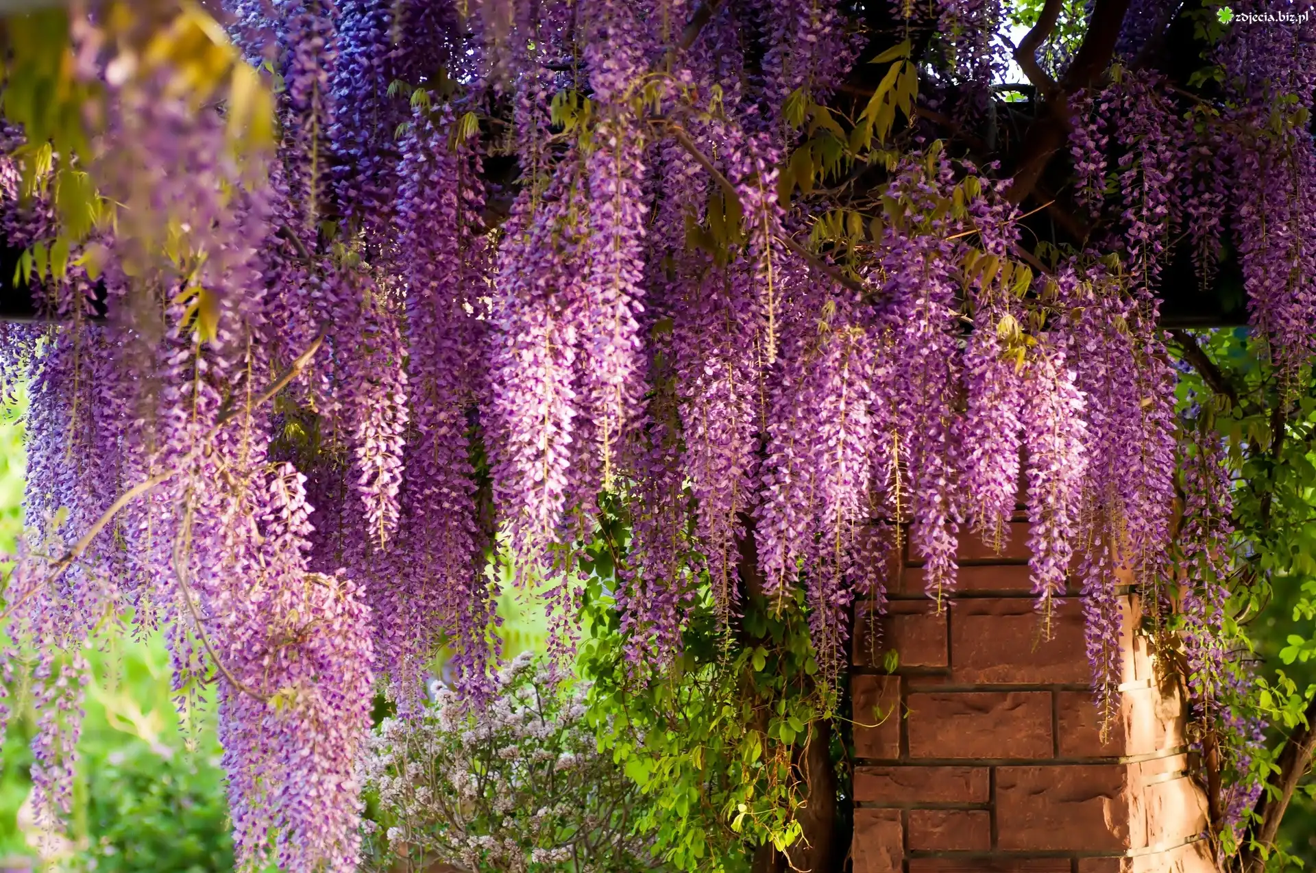 Kwiaty, Wiszące, Wisteria
