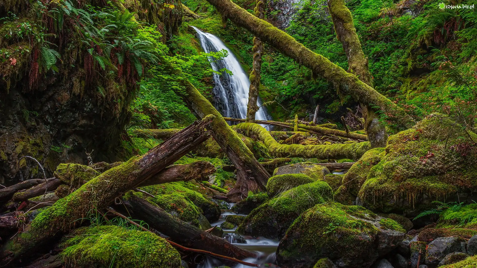Wodospad, Dry Creek Falls, Las państwowy, Gifford Pinchot, Drzewa, Omszałe, Kamienie, Powalone, Konary, Stan Waszyngton, Stany Zjednoczone