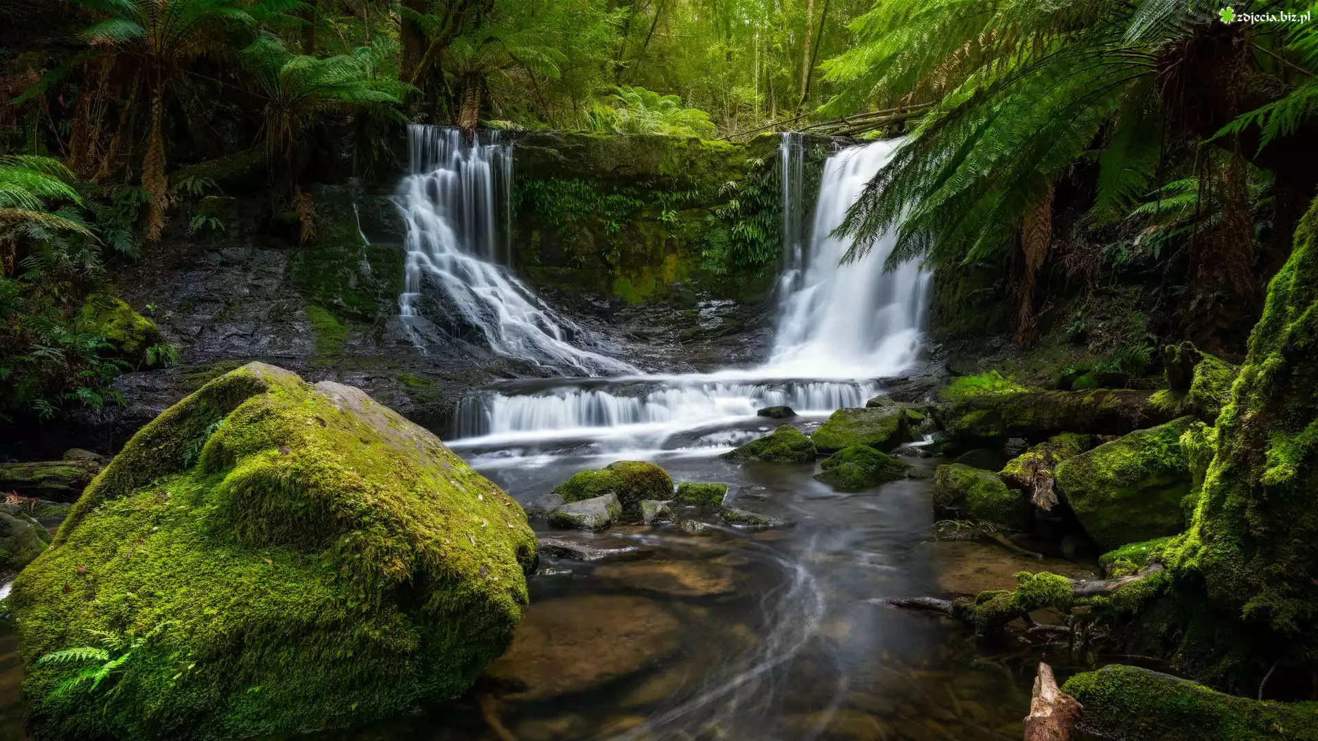 Wodospad Horseshoe Falls, Skała, Omszałe, Kamienie, Paprocie, Las, Rzeka, Park Narodowy Mount Field, Stan Tasmania, Australia