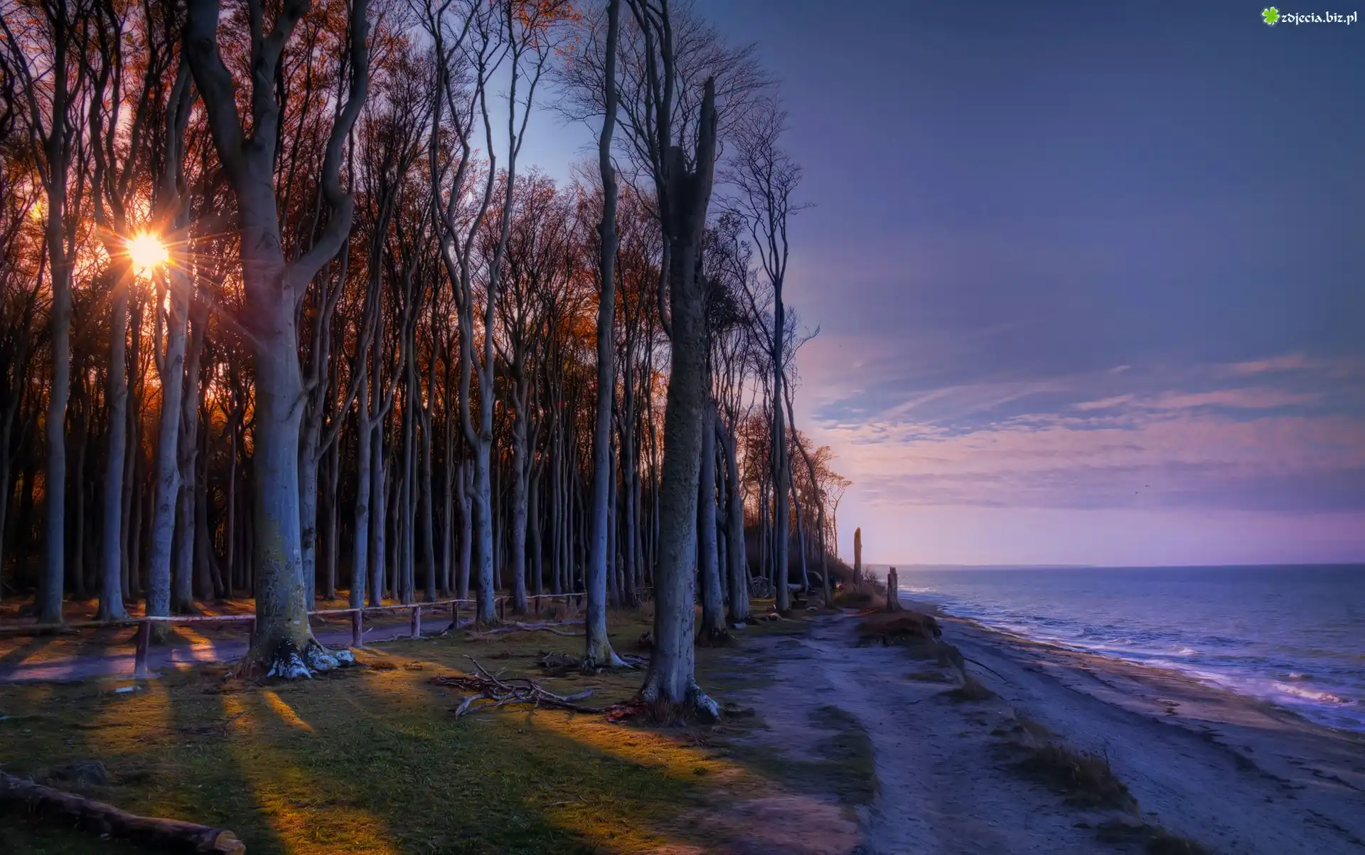 Wschód słońca, Morze, Brzeg, Las