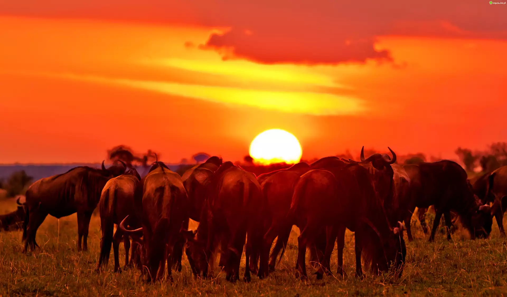 Zachód Słońca, Antylopy, Gnu