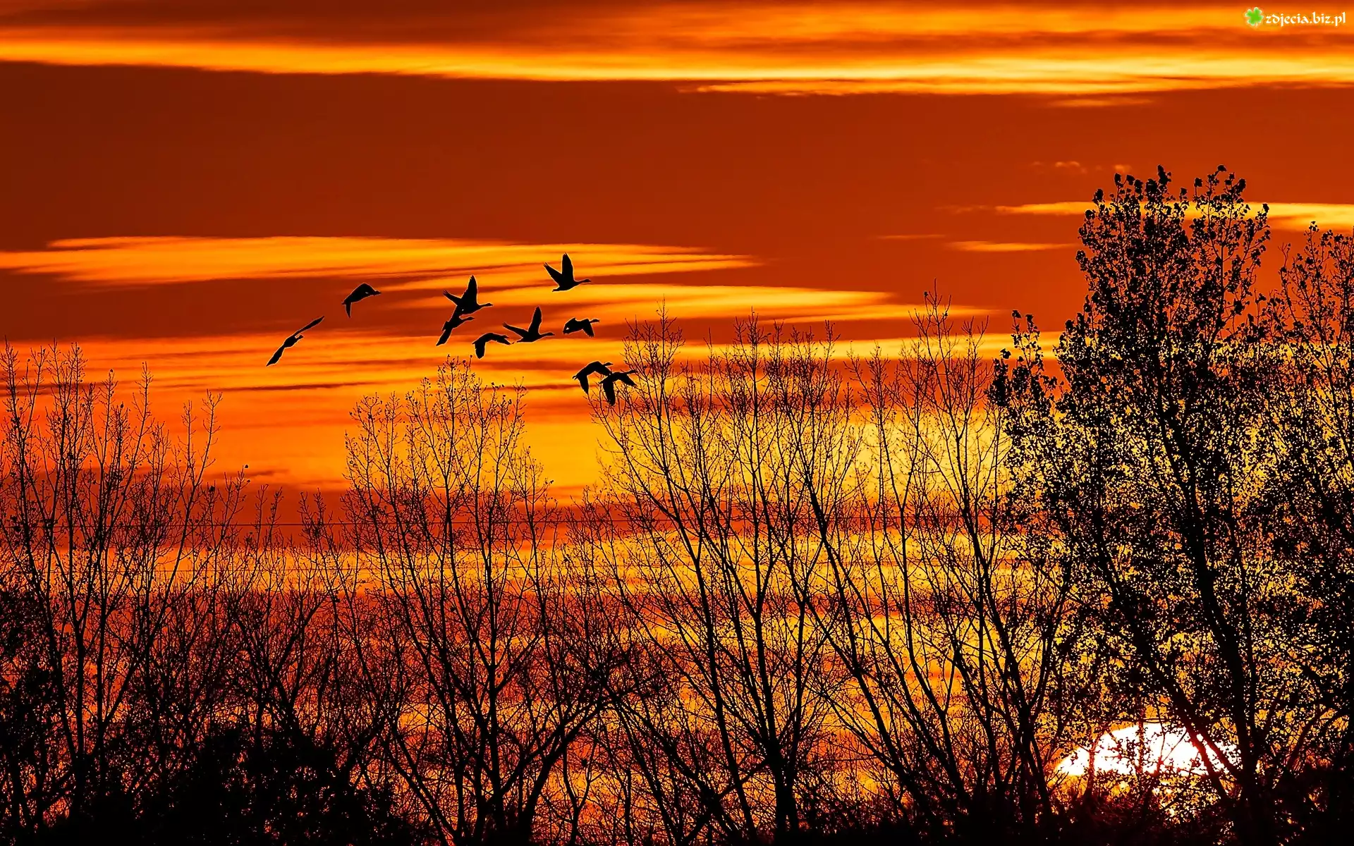 Zachód Słońca, Drzewa, Ptaki