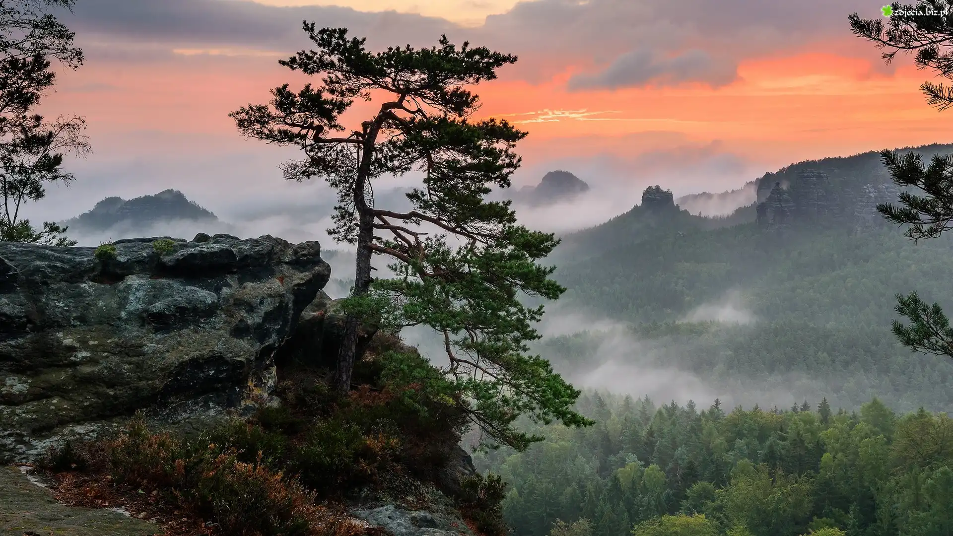 Góry, Skały, Mgła, Drzewo, Sosna, Zachód słońca, Park Narodowy Saskiej Szwajcarii, Niemcy