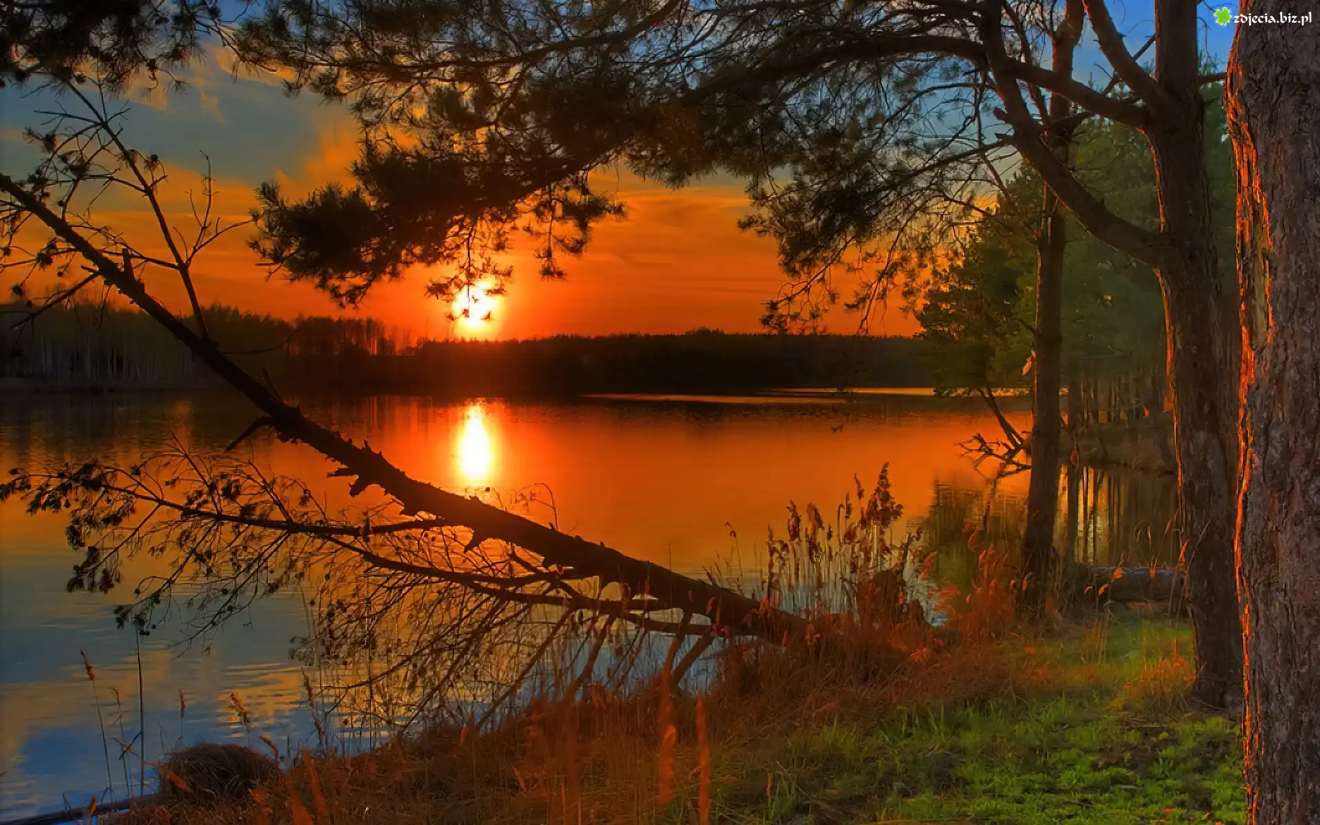 Zachód, Słońca, Jezioro, Drzewa
