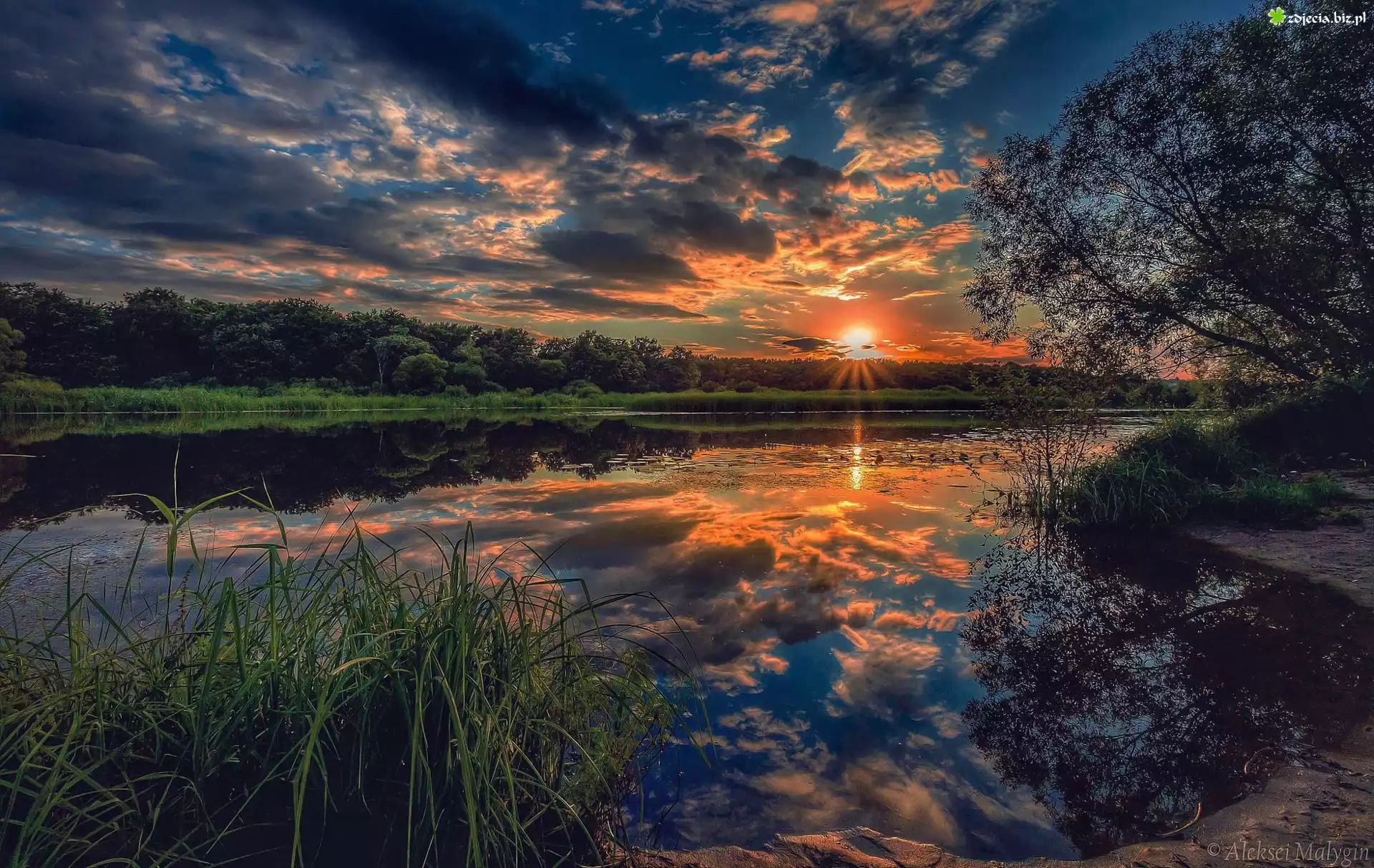 Zachód słońca, Jezioro, Szuwary, Drzewa