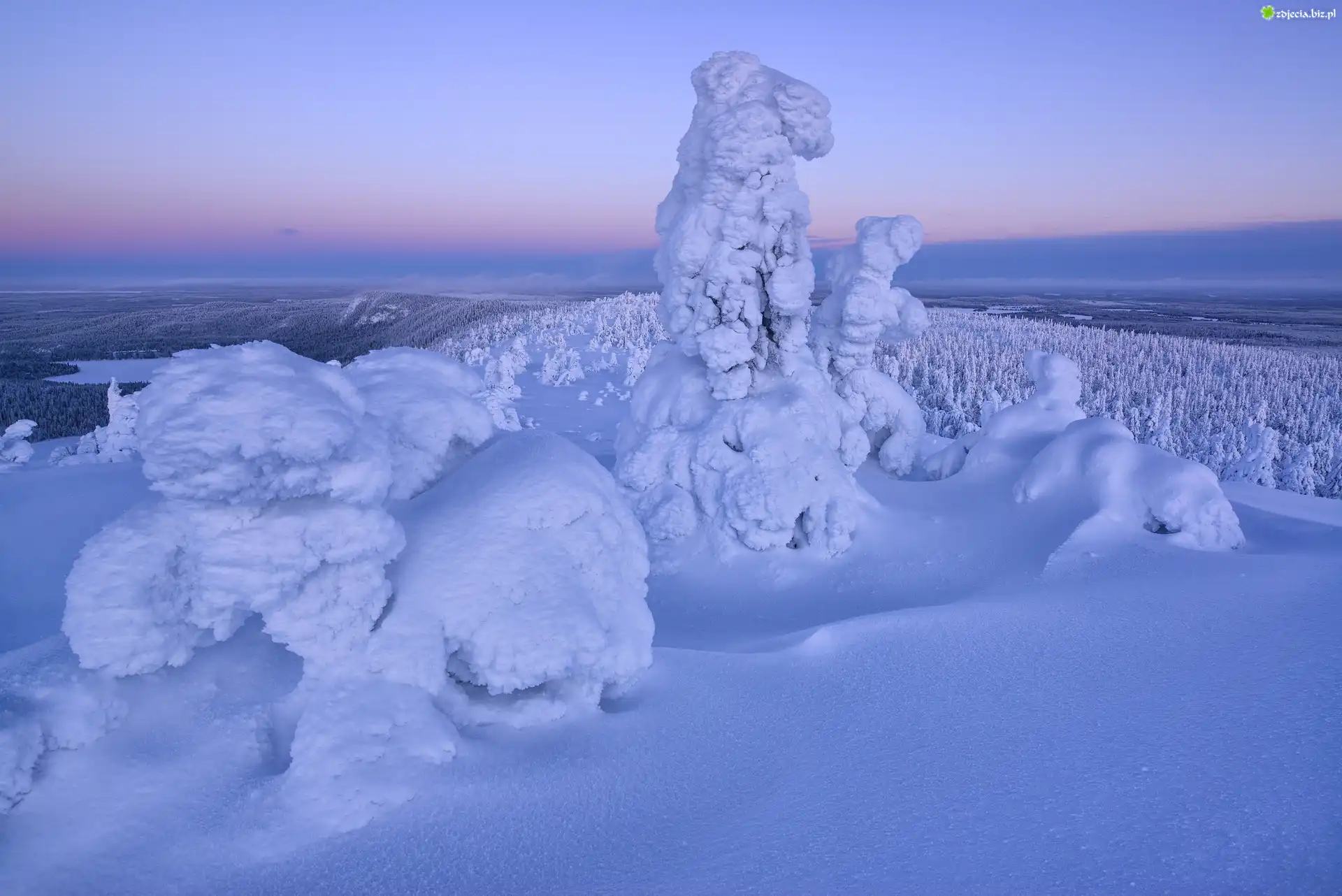 Zima, Zaśnieżone, Drzewa, Rezerwat Valtavaara, Laponia, Finlandia