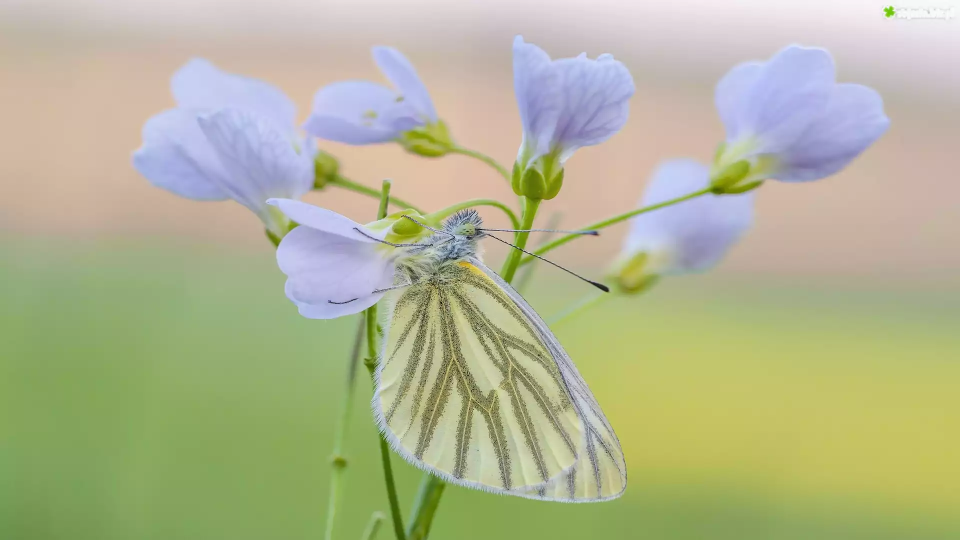 Motyl, Bielinek bytomkowiec, Zbliżenie, Gałązka, Kwiaty