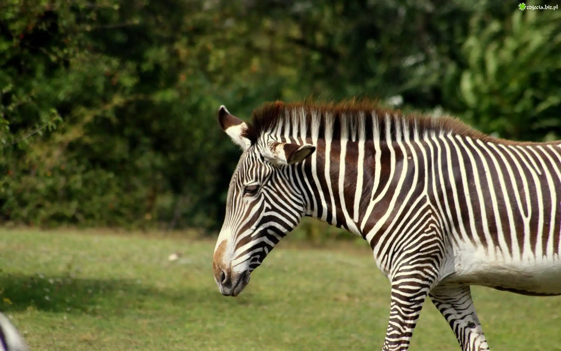 Zebra, Drzewa