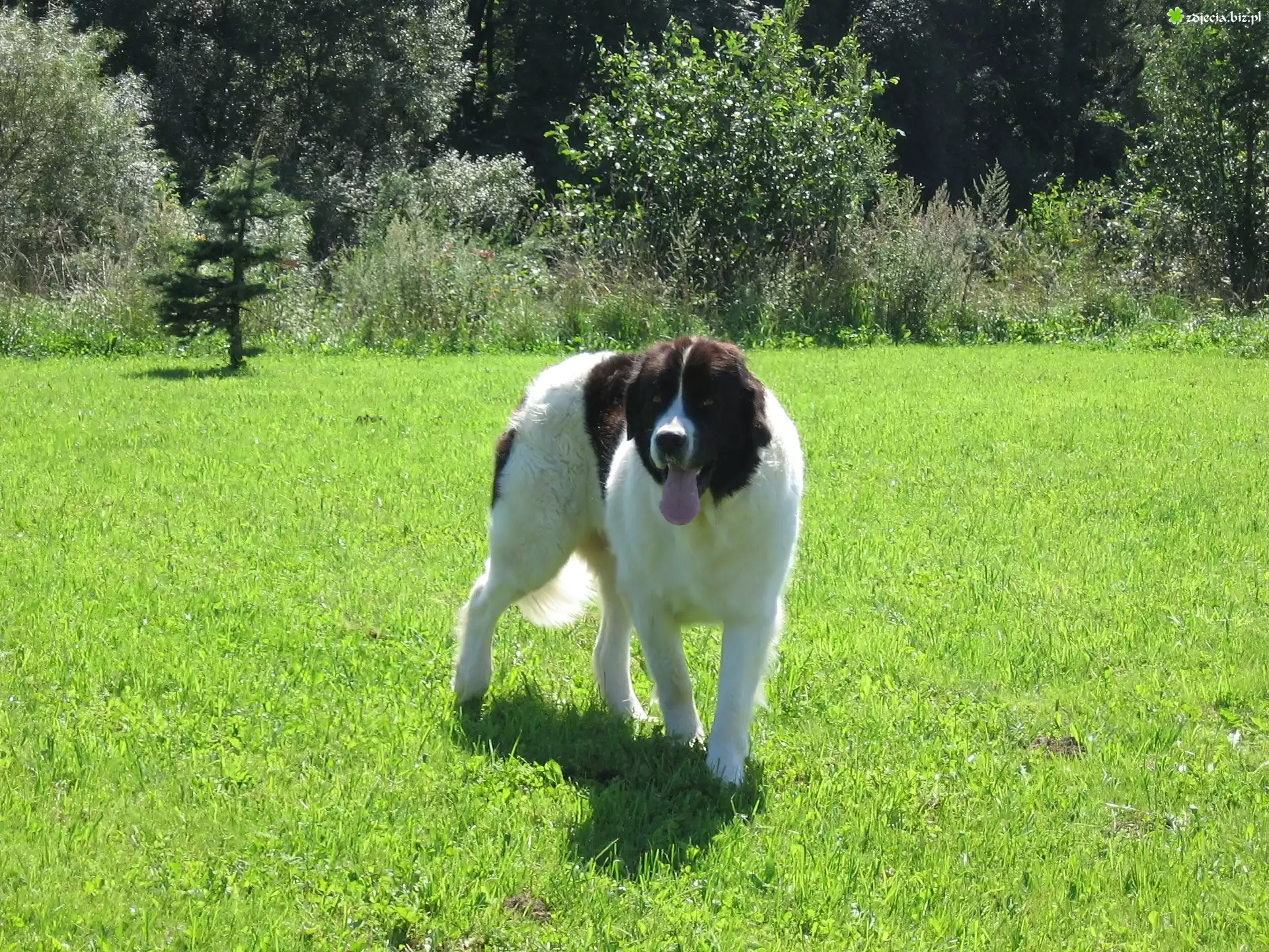 Landseer, zielona, trawa