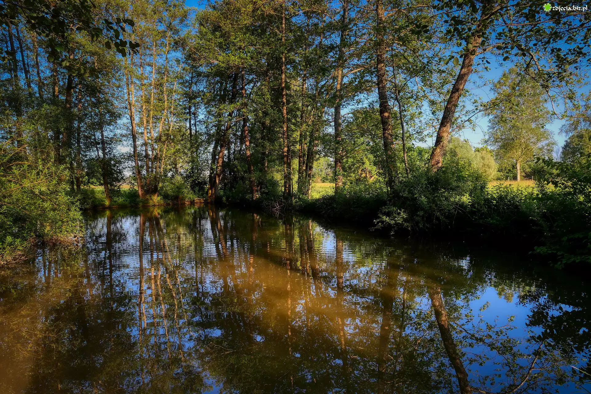 Zielone, Drzewa, Staw
