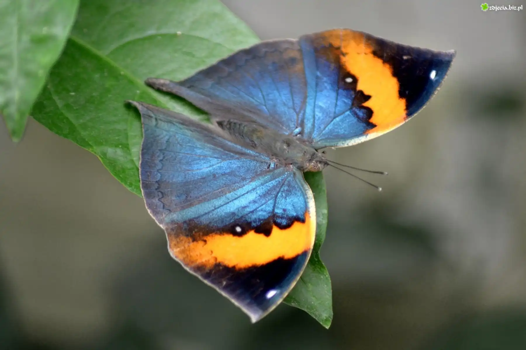 Zielony, Liść, Kolorowy, Motyl