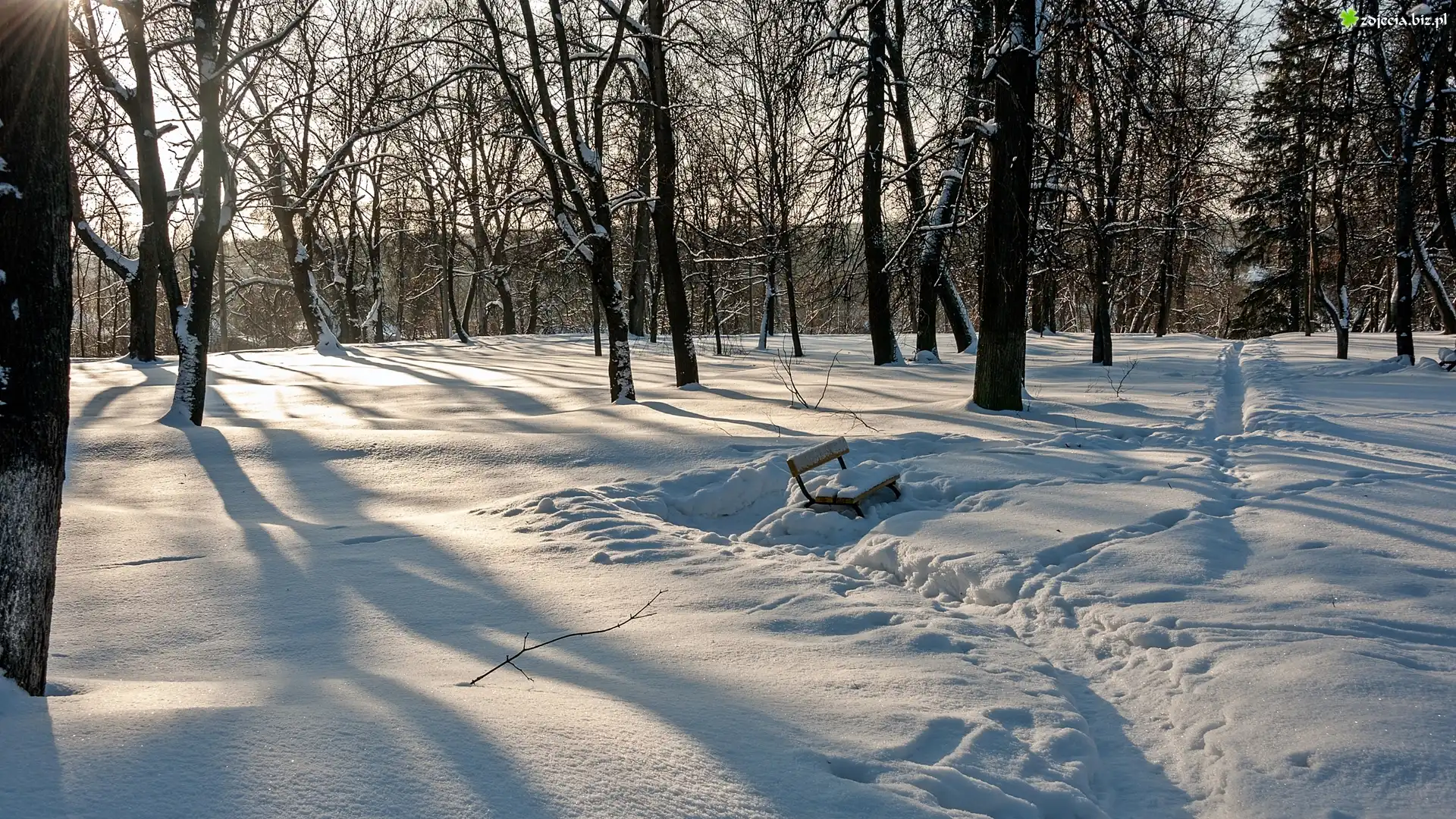 Zima, Las, Drzewa, Zaśnieżona, Ławka, Ślady