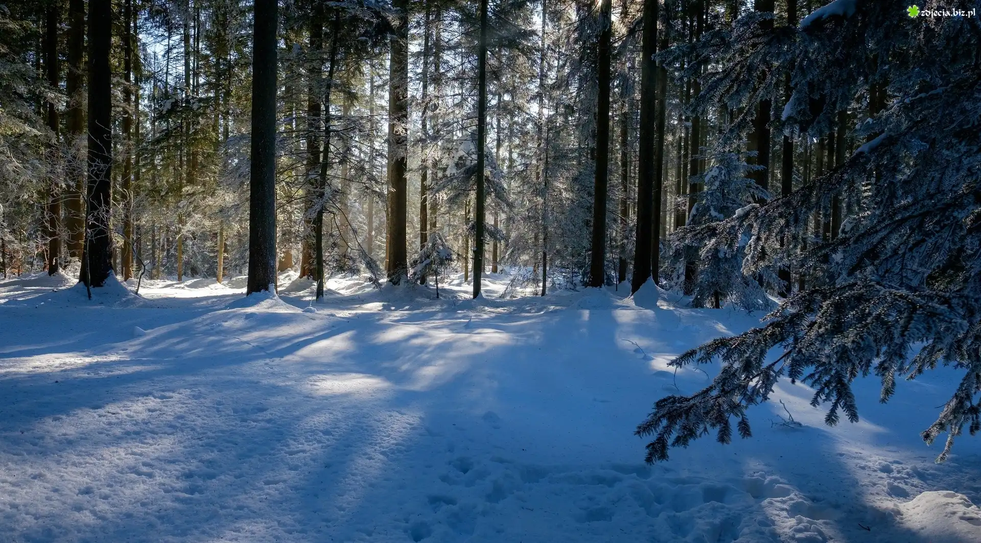 Zima, Las, Drzewa, Śnieg