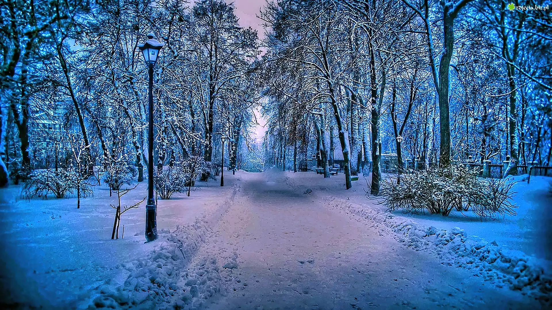 Drzewa, Zima, Śnieg