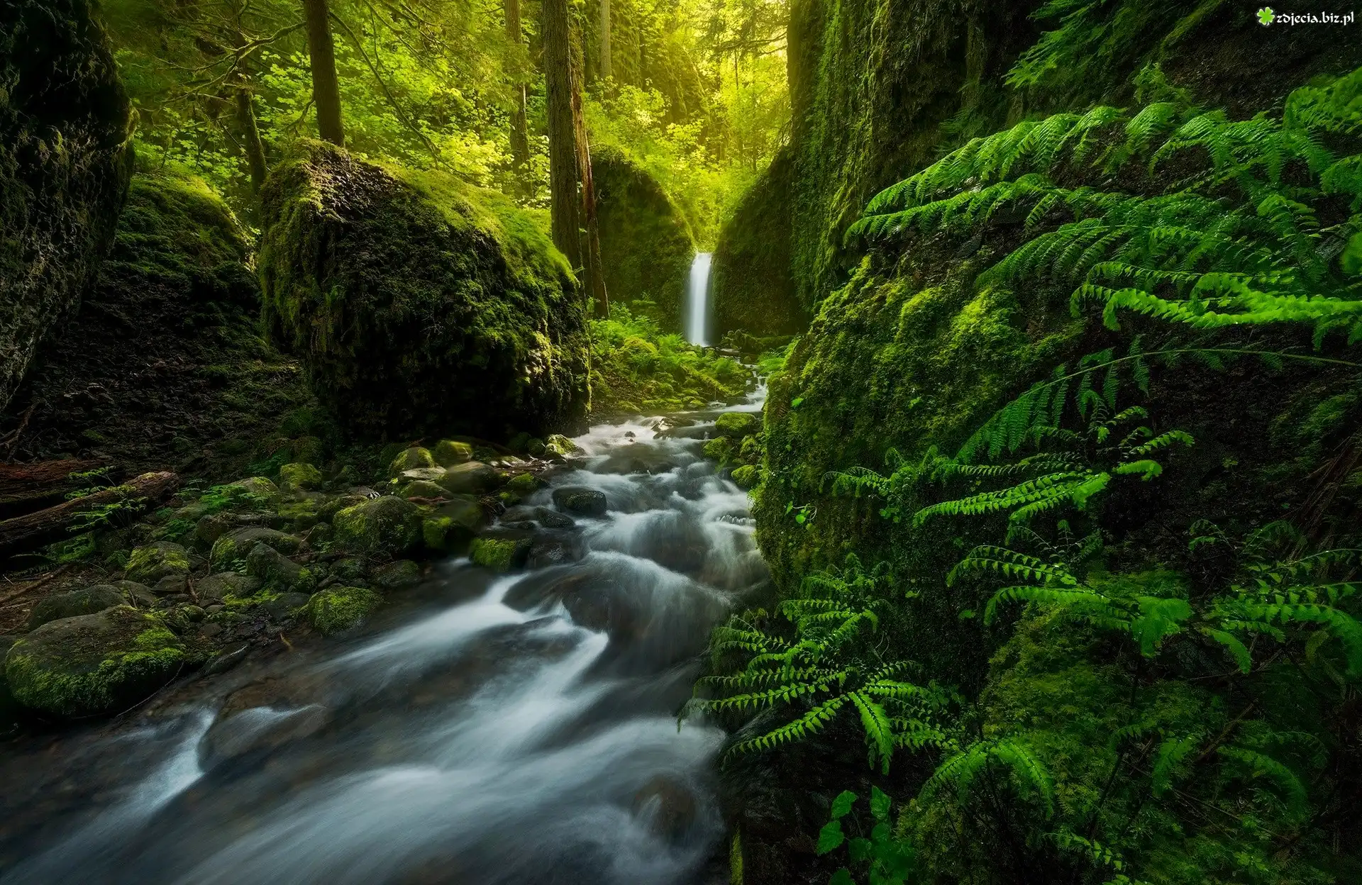 Stany Zjednoczone, Stan Oregon, Rezerwat przyrody Columbia River Gorge, Rzeka Ruckel Creek, Wodospad Mossy Grotto Falls, Las, Omszałe, Kamienie, Skały