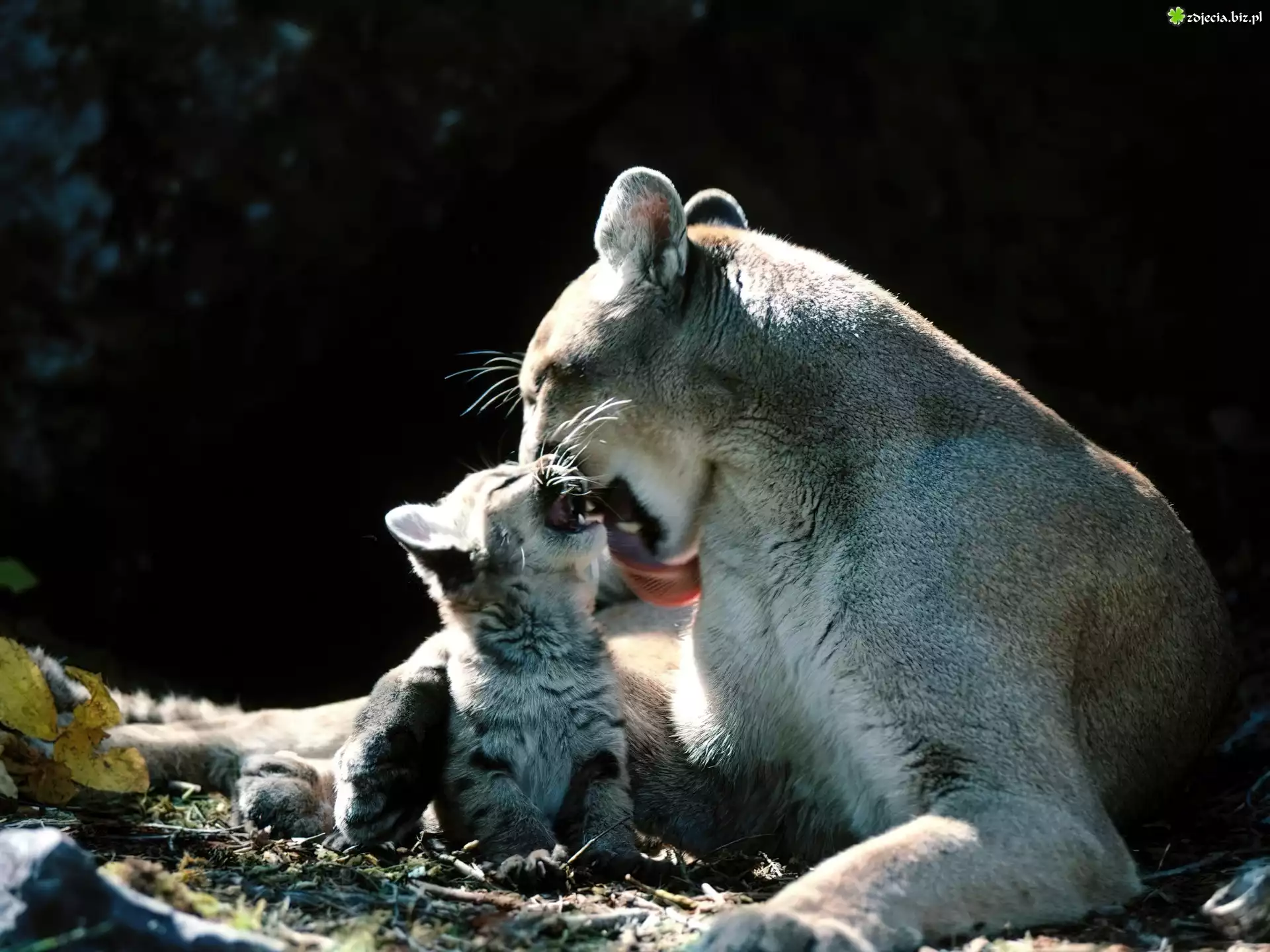 Puma