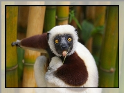Lemur, Trawka, Bambus