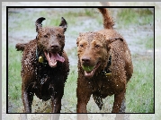 Dwa, mokre, Chesapeake Bay retrievery