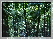 Las, Tropikalny, Australia