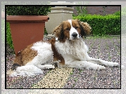 Płochacz holenderski, Kooikerhondje, donice