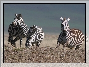 Zebra, trawa