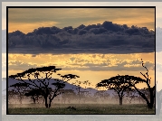 Drzewa, Chmura, Tanzania