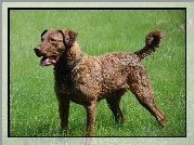 Piękny, duży, Chesapeake Bay retriever