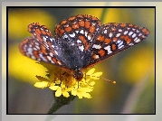 Motyl, Przeplatka maturna, Żółte, Kwiatki