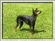 Angielski Toy Terrier, zielona, trawa