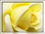Żółta, Róża, Makro