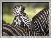 Zebra, Pasy