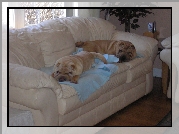 dwa, Shar Pei, jasna, skórzana, sofa