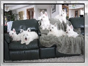 sześć, West Highland White Terrier, czarna, kanapa