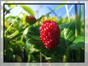 Fragaria