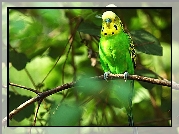Zielono, Żółta, Papuga, Gałąź