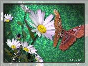 Kwiaty, Motyl, 3D