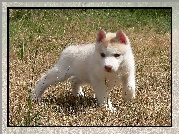 Siberian Husky, Szczeniak