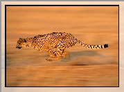 Gepard, Polowanie